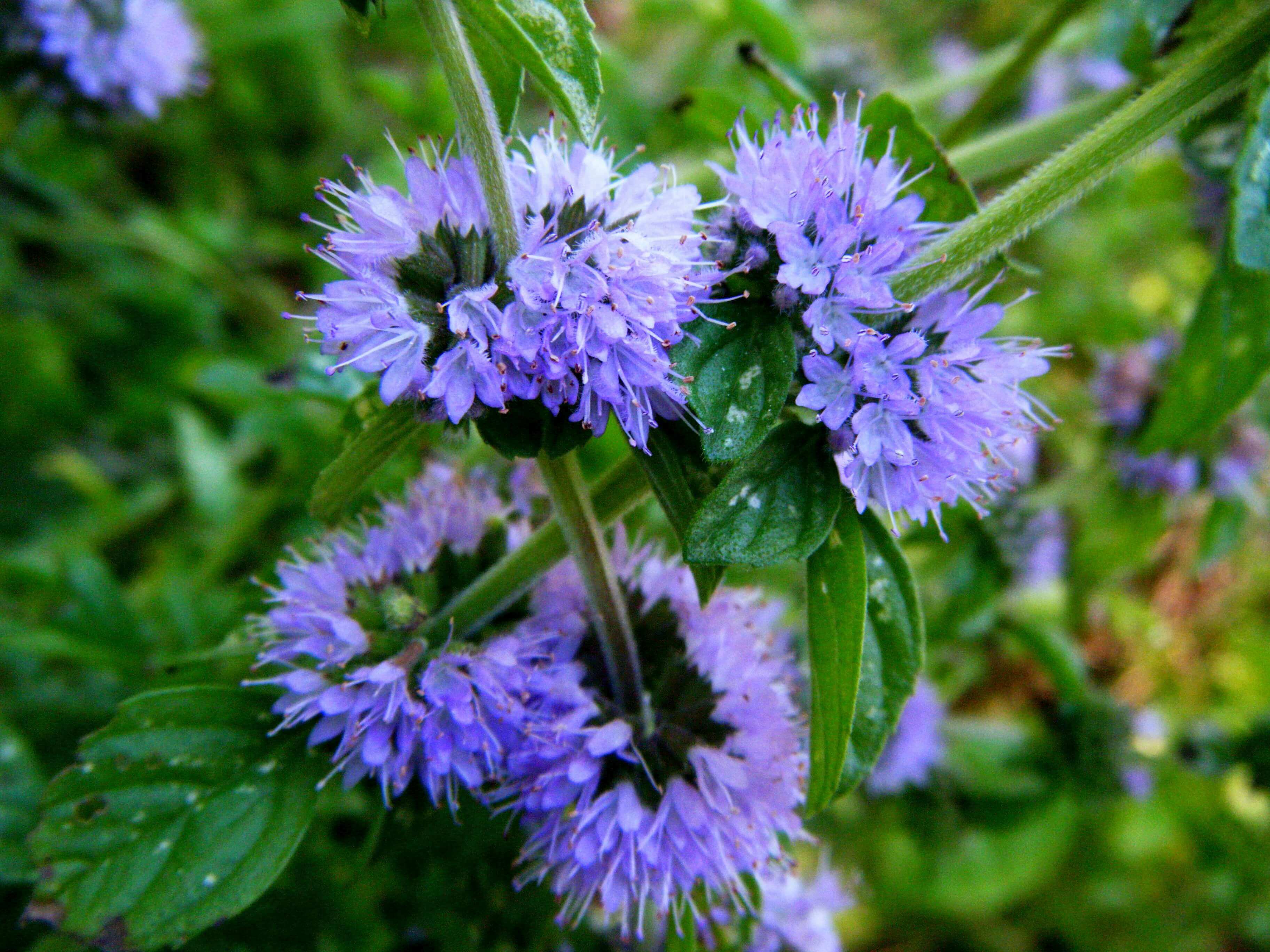 ScenTree Pennyroyal EO (CAS N° 90064009)